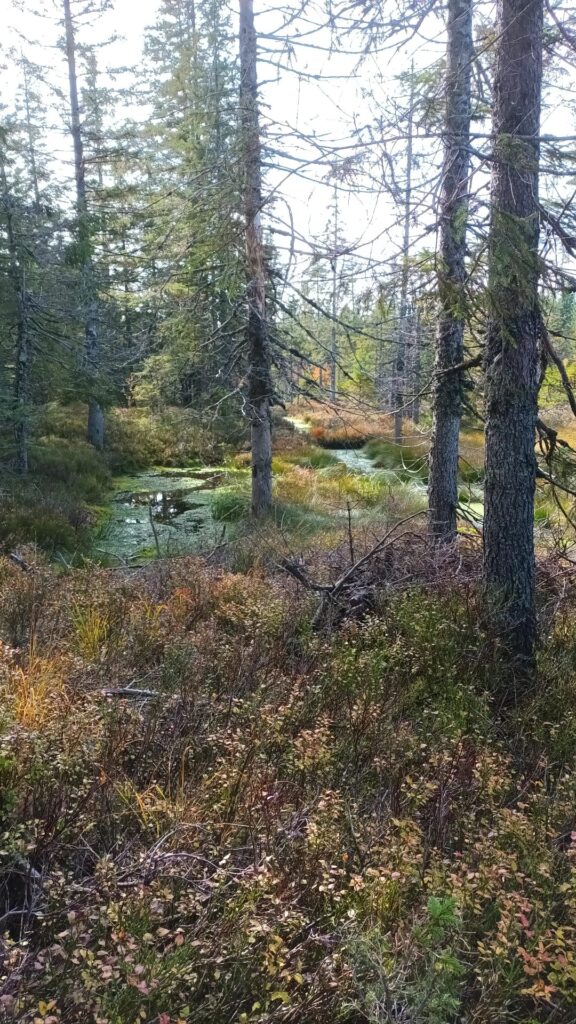 Wanderung zur Farnwitte