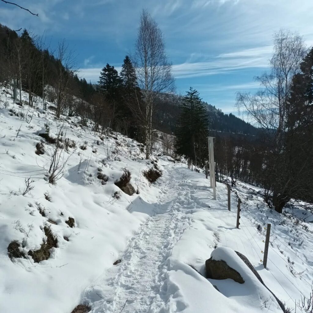 Winterwandern im Menzenschwand